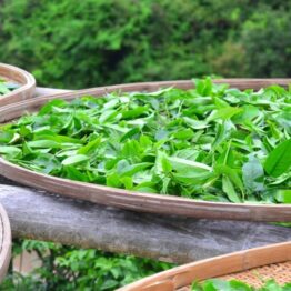 Loose Leaf Tea